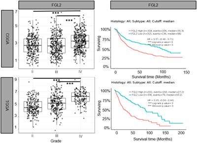 Targeting FGL2 in glioma immunosuppression and malignant progression